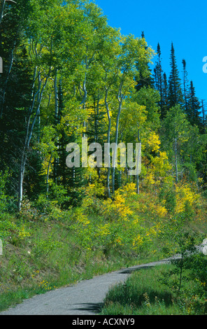 Trail durch Espe Bäume gelb im Herbst Natur Erlebnispfad, Steamboat Springs CO USA Stockfoto