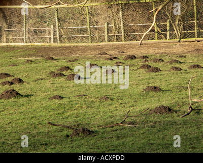 Eine große Grünfläche in vielen Maulwurfshügeln bedeckt Stockfoto