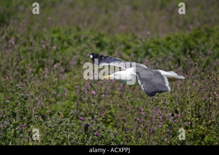 Weniger schwarz unterstützt Möwe im Flug Stockfoto