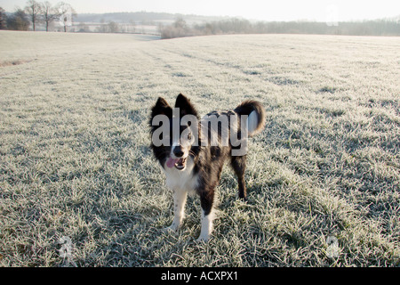 Border Collie in frostigen Winterlandschaft Stockfoto