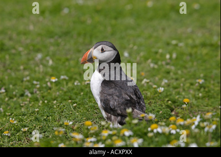 Papageientaucher in geruchlos Mayweed Stockfoto