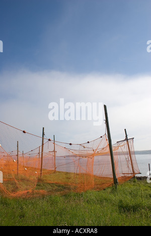 Schottische Meeresfischerei. Küstenlandschaft und Trocknung Lachsfischnetze hängen an Stangen in Cruden Bay, Aberdeenshire, Nordostschottland, Großbritannien. Stockfoto