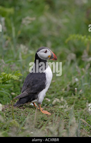 Papageitaucher-Porträt Stockfoto