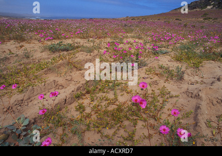 Atacama-Wüste Blüte Stockfoto