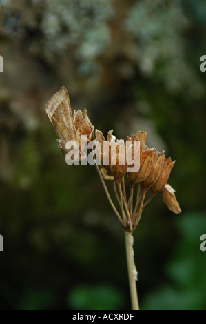 Getarnte rosig rustikale Moth ruht auf einem Toten Blume Stockfoto