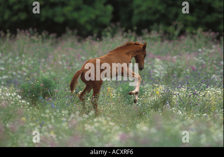 Kastanien Fohlen Aufbäumen in Frühlingsblumen Stockfoto