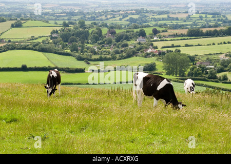 Vieh auf Fontmell Down in Dorset Bestandteil der mit Blick auf die Blackmore Vale Stockfoto