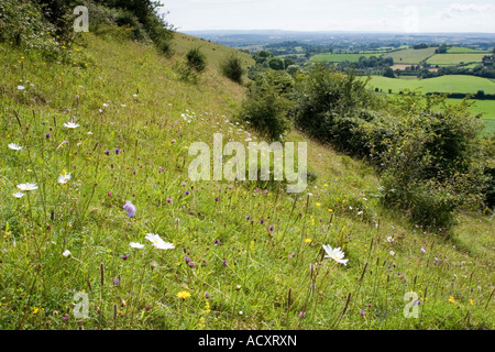 Wilde Blumen an den Hängen des Fontmell Down in Dorset mit Blick auf Compton Abbas und Blackmore Vale Stockfoto