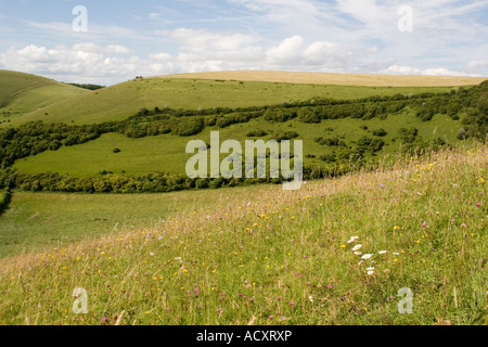 Wilde Blumen an den Hängen des Fontmell Down in Dorset Teil des Cranborne Chase Area of Outstanding Natural Beauty Stockfoto