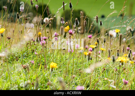 Wilde Blumen an den Hängen des Fontmell Down in Dorset Bestandteil der Cranborne Chase Area of Outstanding Natural Beauty Stockfoto