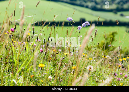 Wilde Blumen an den Hängen des Fontmell Down in Dorset Bestandteil der Cranborne Chase Area of Outstanding Natural Beauty Stockfoto