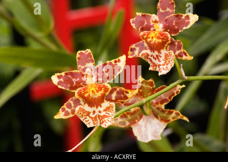 Orchideen in RHS Garten Gewächshaus an Wisley Surrey Stockfoto