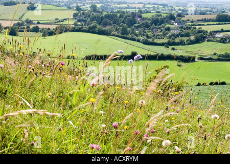 Wilde Blumen an den Hängen des Fontmell Down in Dorset mit Blick auf Compton Abbas und Blackmore Vale Stockfoto