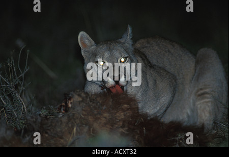 Ganz wild Erwachsenen weiblichen patagonischen Puma Fütterung in der Nacht auf Carcaas der Guanaco, Chile Stockfoto