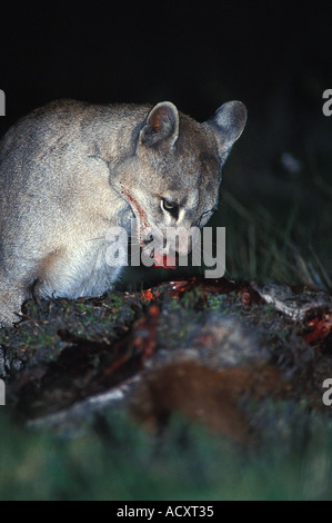 Ganz wild Erwachsenen weiblichen patagonischen Puma Fütterung in der Nacht vom Guanako-Kadaver. Nationalpark Torres del Paine, Chile Stockfoto