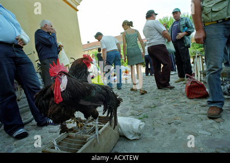 Ein Hahn und eine Henne auf einem Marktplatz in einer kleinen Stadt, Polen Stockfoto