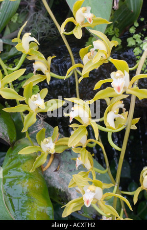 Orchideen in RHS Garten Gewächshaus an Wisley Surrey Stockfoto