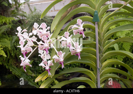 Orchideen in RHS Garten Gewächshaus bei Wisley Surrey Vanda Tricolor. Subspecies Suavis Stockfoto