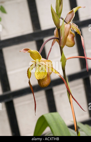 Orchideen in RHS Garten Gewächshaus bei Wisley Surrey GB UK Stockfoto