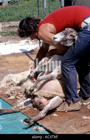 Schafe scheren Wiltshire England UK Stockfoto