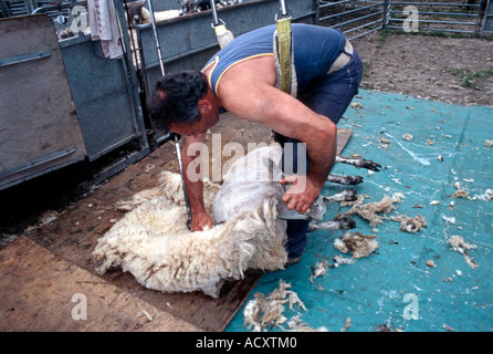 Schafe scheren Wiltshire England UK Stockfoto