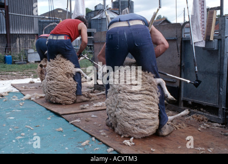 Schafe scheren Wiltshire England UK Stockfoto