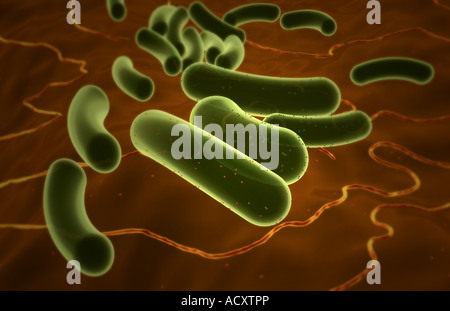 Escherichia coli Stockfoto