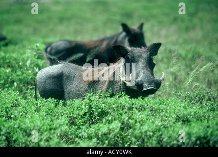 Vorsichtig, Warzenschweine Phacochoerus aethiopicus Stockfoto