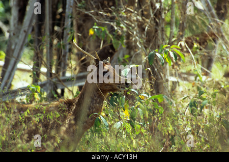 Timor Hirsch, Insel Komodo, Indonesien versteckt im Gestrüpp. Hauptnahrung Beute des Drachen. Stockfoto