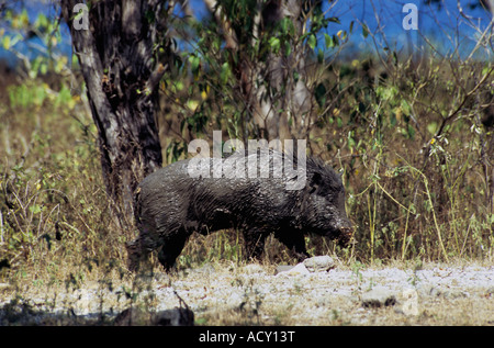 Wildschwein auf Komodo Island, Indonesien nach einem Schlammbad Stockfoto