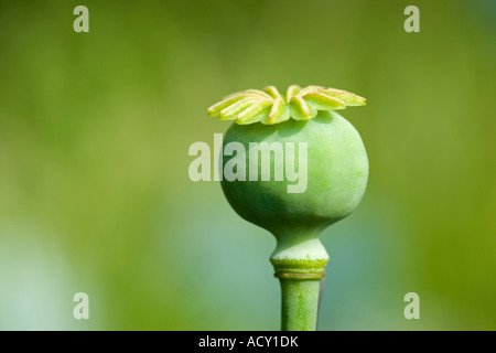 Schlafmohn Papaver Somniferum Samenkapsel Stockfoto