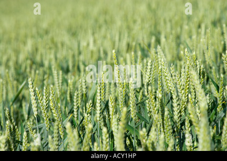 Weizenernte Stockfoto
