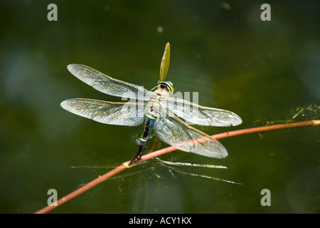 Frau Kaiser Libelle Anax Imperator Eiablage im Teich Stockfoto
