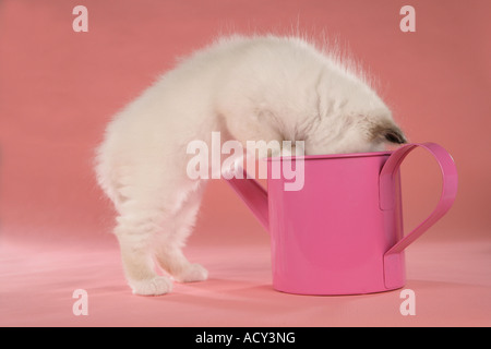 Heiligen Katze von Birma - Kätzchen in Gießen suchen können Stockfoto