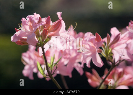 Rosa Rhododendron Blüten Stockfoto