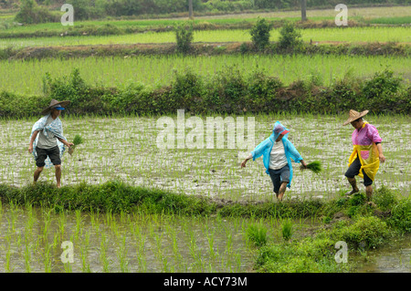 Chinesische Bauern transplant Reis Sämlinge auf einem Reisfeld in Likeng Dorf Wuyuan Jiangxi China 13. Juni 2007 Stockfoto