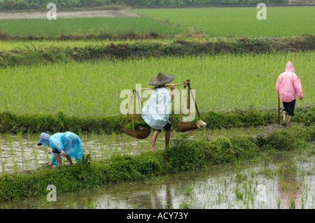 Chinesische Bauern transplant Reis Sämlinge auf einem Reisfeld in Likeng Dorf Wuyuan Jiangxi China 13. Juni 2007 Stockfoto