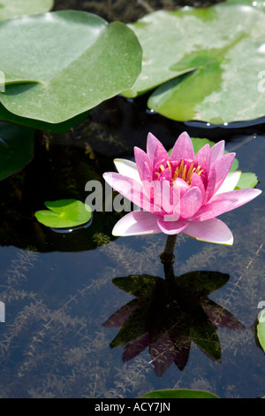 Lotus-Blume. Thailand-Kloster. Lumbini. Nepal Stockfoto