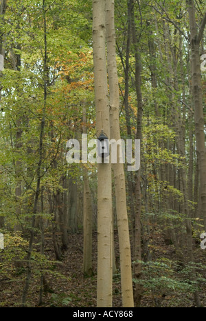 Vogel-Kasten am Baum Nistkasten Stockfoto
