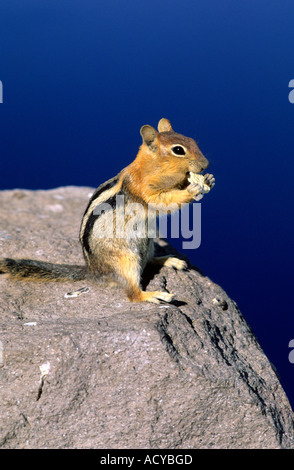 Goldenen Mantel Grundeichhörnchen in Cascade, Idaho. Stockfoto