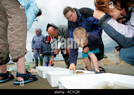 Isle Of Wight Walking Festival Ian Boyd Rockpool Parardise UK Bembridge Strand Stockfoto