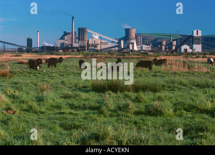 West Glamorgan Margam Stahl Werke Industrie Stahlwerk Mauren Landwirtschaft Vieh Stockfoto