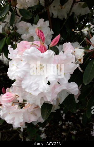 . Rhododendron anstand. Azalea. ericaceae Stockfoto