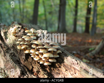 Nahaufnahme eines Clusters von Pilzen auf umgestürzten Baumrinde im Wald Stockfoto