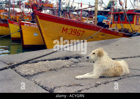 Mar Del Plata Hafen mit einem Verlegung Hund im Vordergrund Stockfoto