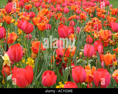 Nahaufnahme von mehreren Tulpen in St Stephens Park Dublin Stockfoto