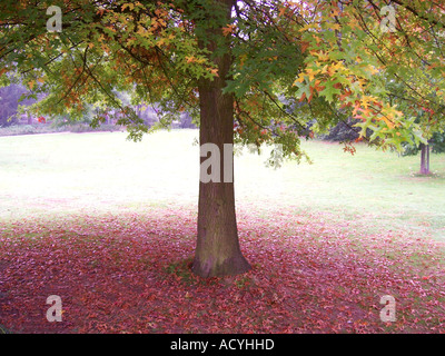 Einzigen herbstlichen Eiche mit offenen Raum dahinter Stockfoto