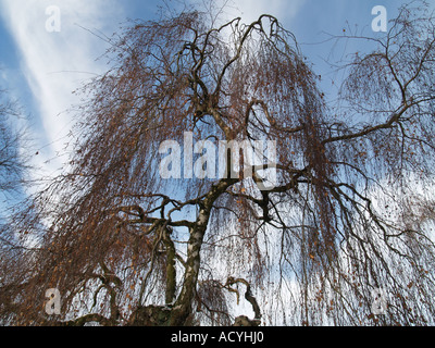 Detail der einzelnen Birke gegen Bauchspeck blauer Himmel Stockfoto