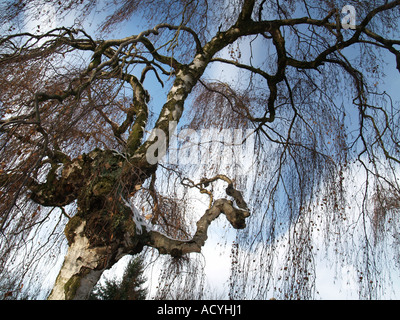 Detail der einzelnen Birke gegen Bauchspeck blauer Himmel Stockfoto