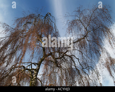 Detail der einzelnen Birke gegen Bauchspeck blauer Himmel Stockfoto